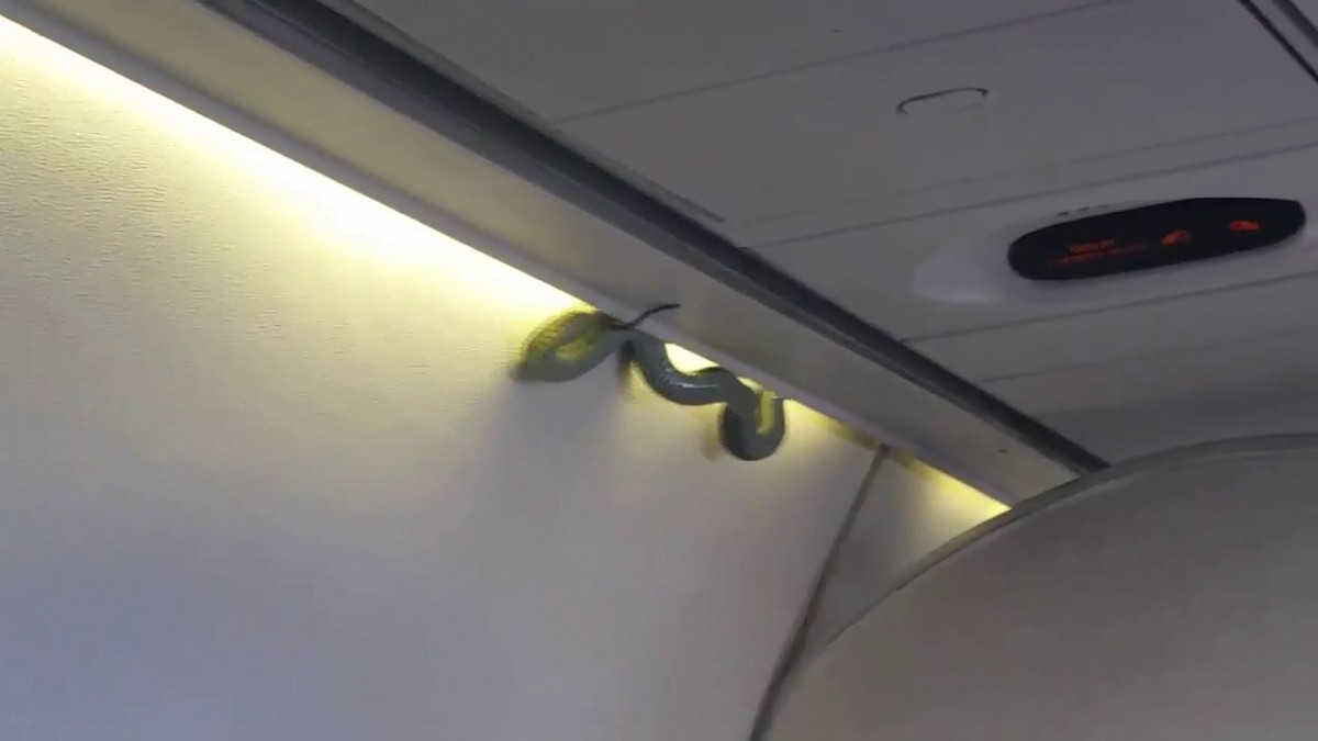 Serpiente en avion