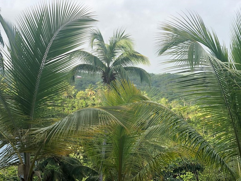 Matas de coco