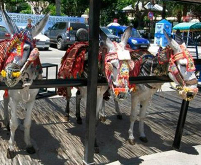 Los burros de Mijas