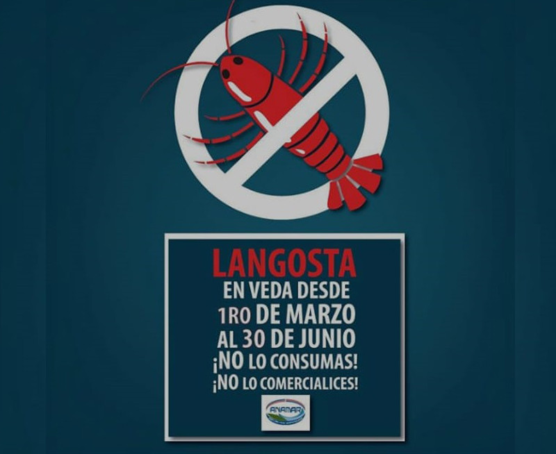 Langosta. a