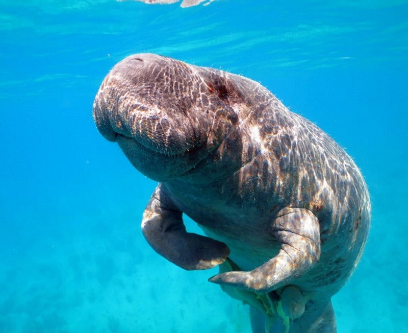 Manati
